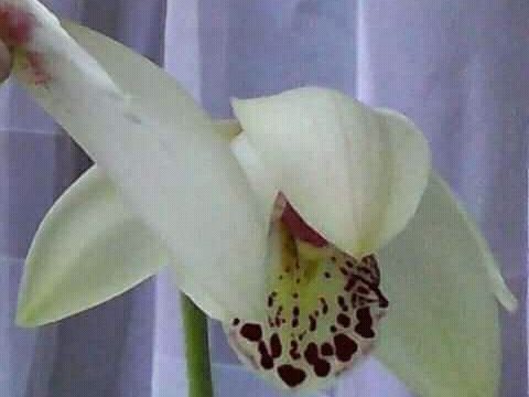 Веганские острова